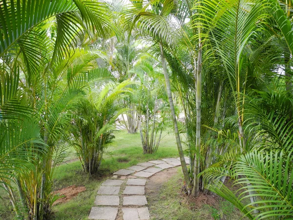 Camino en el parque de los cocoteros jóvenes en Kerala Kochi —  Fotos de Stock