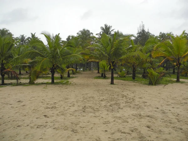 Zahrada mladých kokosových stromů — Stock fotografie