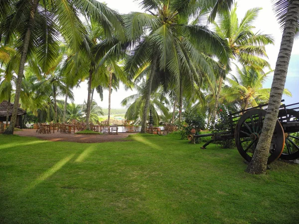 Hierba verde y cocoteros, Kerala, región de Trivandrum —  Fotos de Stock