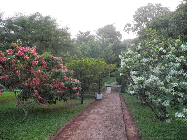 Jardim com flores coloridas nas árvores, Kerala, Trivandrum di — Fotografia de Stock