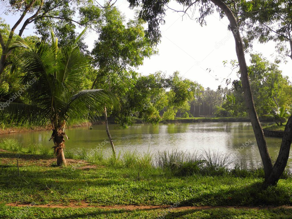 Lake on the background of green trees, Kerala, Trivandrum region