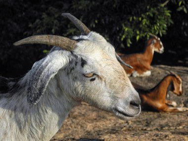 Bir Kuzunun Portresi, Mahabalipuram, Tamil Nadu