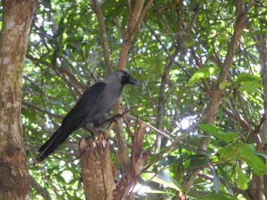 Ağaçların arka planında Kuzgun, Trivandrum, Kerala