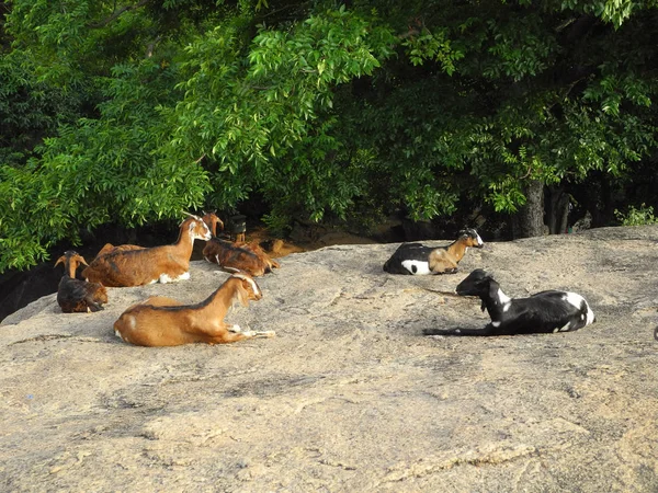 Bandada de corderos que descansan sobre una piedra sobre un fondo de verde —  Fotos de Stock