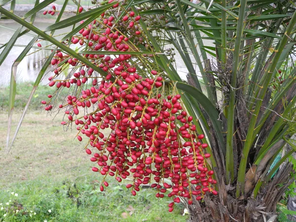 熱帯植物、高知、ケーララの赤い果実 — ストック写真