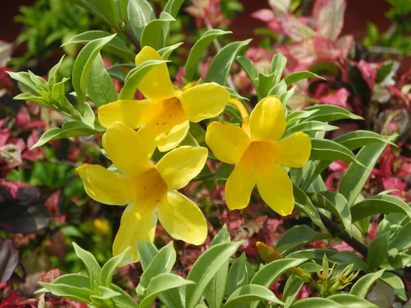 Gelbe tropische Blume allamanda, kerala, kochi — Stockfoto