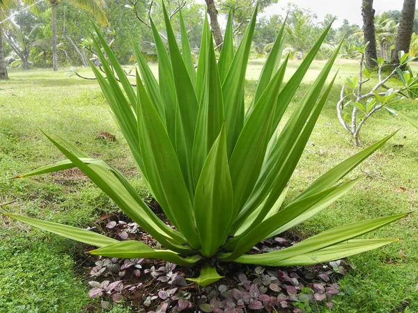 Tropik yeşil bitki Sabal minor, Trivandrum, Kerala Hindistan