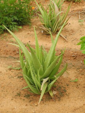 Ayurvedic bitkilerinin yetiştirilmesi aloe, Hindistan, Tamil