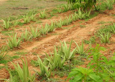 Ayurvedic bitkilerinin yetiştirilmesi aloe, Hindistan, Tamil