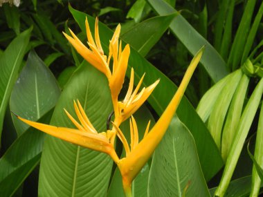 Sarı çiçekli yeşil tropikal bitki Heliconia, Hindistan, Keral