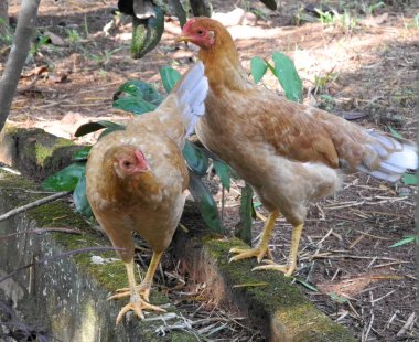 İki Hintli tavuk, Hindistan, Kerala, Kochi