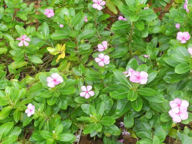 Pembe çiçekli tropik bitki Periwinkle (Catharanthus roseus)