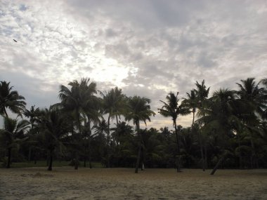 Gün batımında Hindistan cevizi korusu, Hint Okyanusu, Arap Denizi, Kerala, Koch