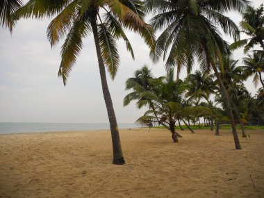 Sahilde hindistan cevizi palmiyeleri, Hint Okyanusu, Arap Denizi, Ker