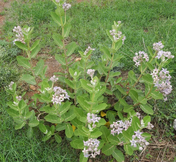 Planta com belas folhas verdes e flores lilás, Índia, Tami — Fotografia de Stock