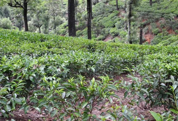 インド・タミル・ナードゥ州Valparaiの茶農園 — ストック写真