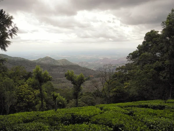 Plantações de chá em Valparai Reserve, Tamil Nadu, Índia — Fotografia de Stock