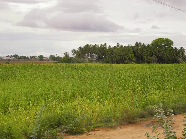 Campo verde contra el cielo y cocoteros en la India, Tamil na —  Fotos de Stock