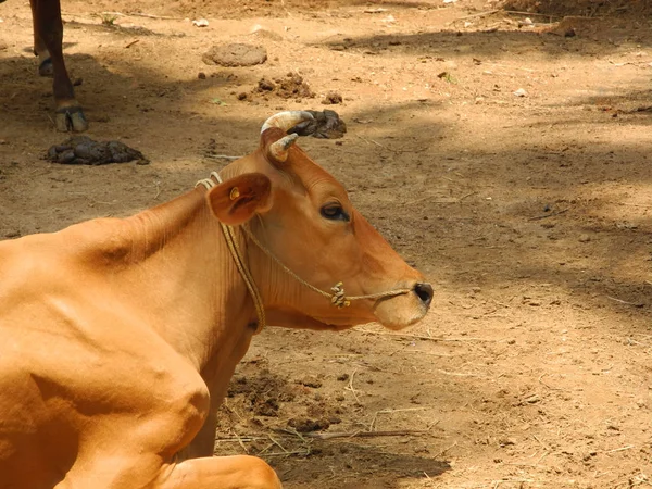 Rote indische Kuh, indien, kerala, kochi — Stockfoto