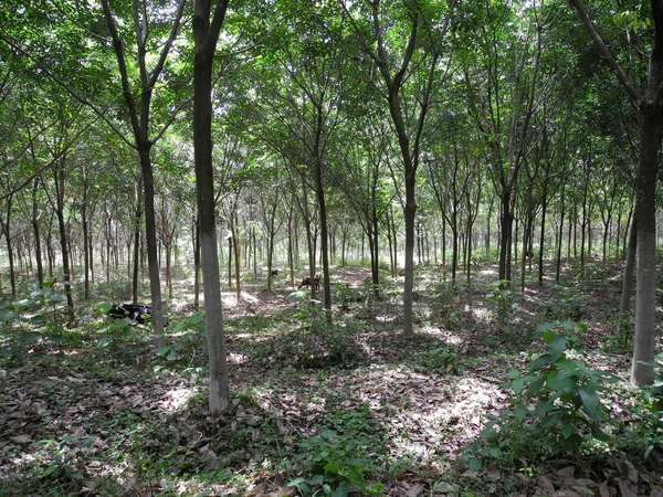 Wald aus Gummibäumen mit weidenden Kühen, Indien, Kerala, Kochi — Stockfoto
