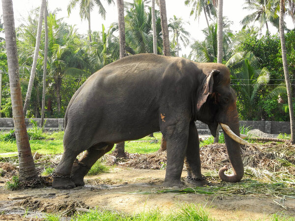 Индийский слон в роще кокосовой пальмы, Индия, Керала, Кочи
