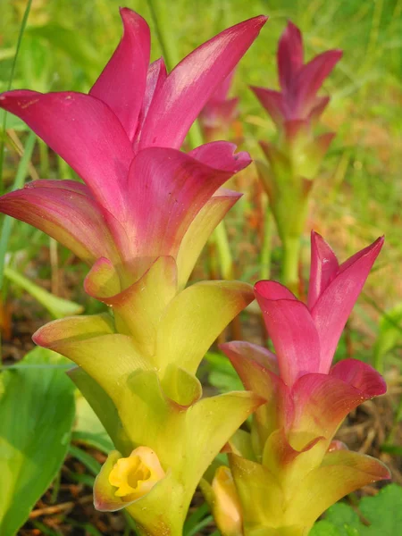 Bela planta tropical Bromelia em Kochi, Kerala, Índia — Fotografia de Stock