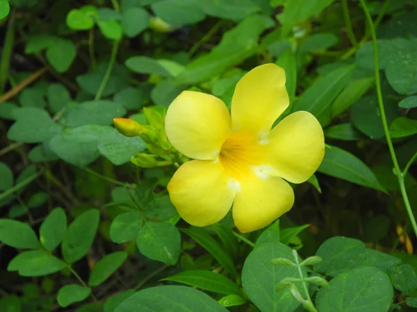 Tropische Pflanze allamanda cathartica l. mit gelben Blüten und g — Stockfoto