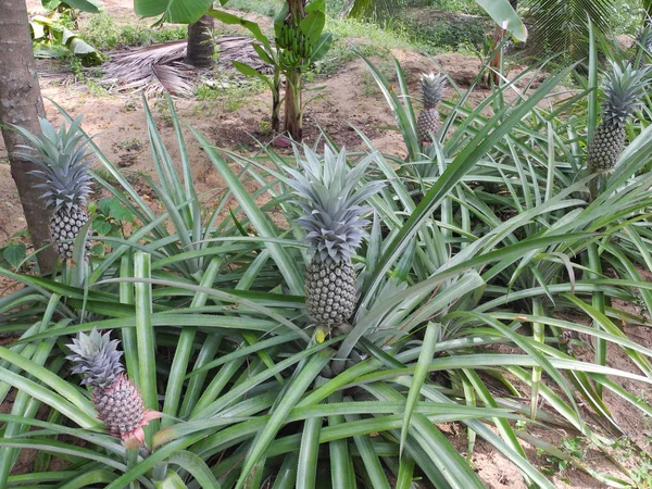 Plantacja ananasów w Kochi, Kerala, Indie — Zdjęcie stockowe