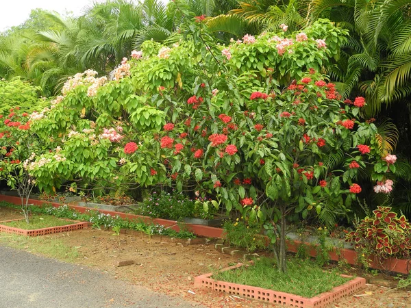 Tropikalne krzewy z jasnymi kwiatami w Kochi, Kerala, Indie — Zdjęcie stockowe