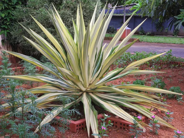 Planta tropical con hojas blancas verdes en Kochi, Kerala, India — Foto de Stock