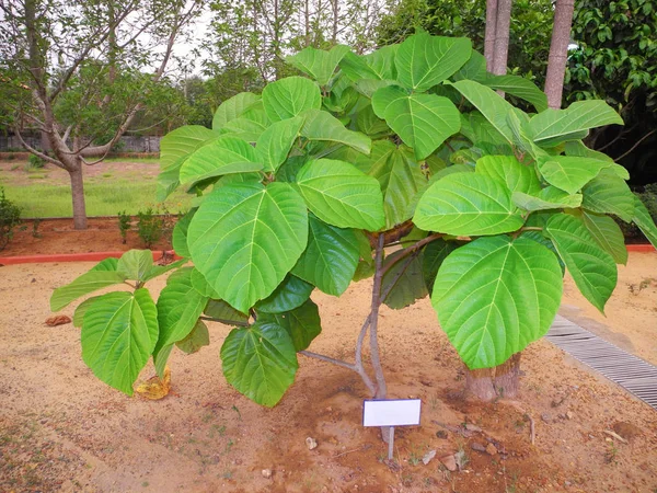 Tropikalne rośliny Ficus glomerata z zielonymi liśćmi w Kochi, Keral — Zdjęcie stockowe