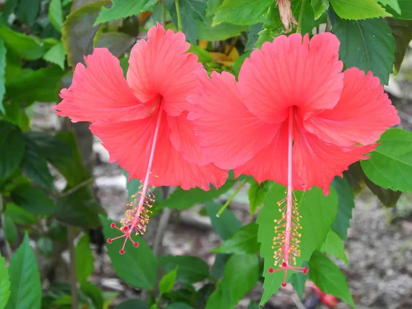 Flores de hibisco vermelhas em um fundo de folhas verdes em Kerala K — Fotografia de Stock