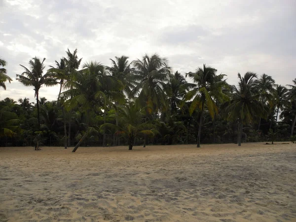 Kokosové palmy na pláži, Indický oceán, Indie, Kerala, K — Stock fotografie