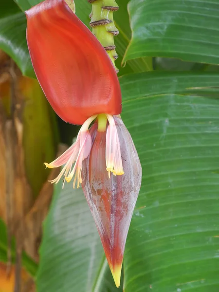 Banana palm flower in Kochi, Kerala, Índia — Fotografia de Stock