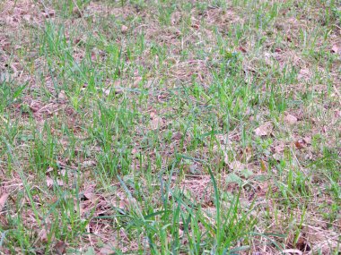 Ormanda genç yeşil bitkiler geçen yıl yapraklar ve çimenler arasında yol alırlar.