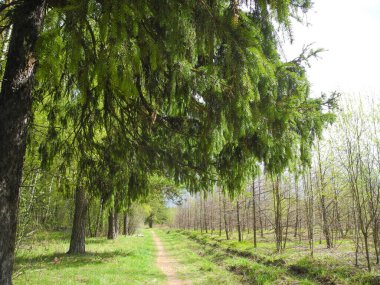 Genç ladin dallarının altında İlkbaharda orman yolu