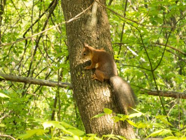 Bahar ormanında ağaç gövdesindeki kırmızı sincap.