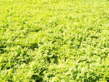 Bahar güneşinin altındaki genç yeşil bitki örtüsü parkta