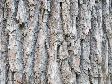 Bahar ormanında kahverengi meşe kabuğu. Makro fotoğraf