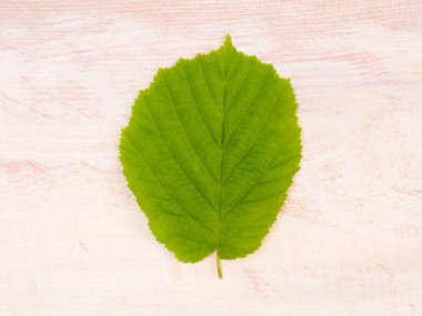 Beyaz kahverengi ahşap zemin üzerinde bir yeşil yaprak ve kopyalama alanı