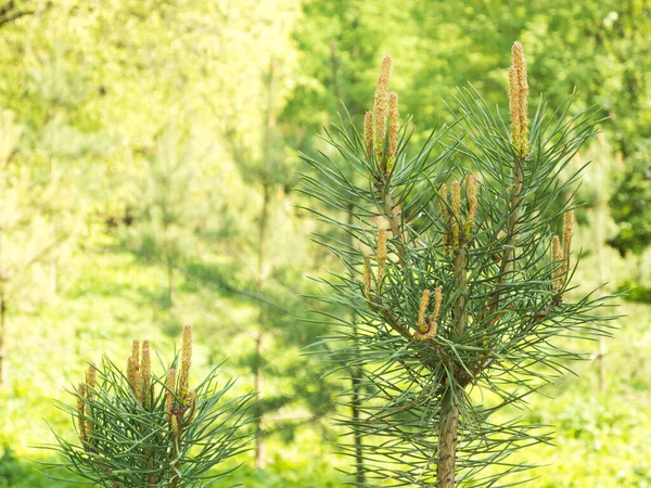 Unga Vårtallkvistar Skogen — Stockfoto