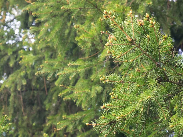 Giovani Abeti Rossi Nella Foresta Primaverile — Foto Stock