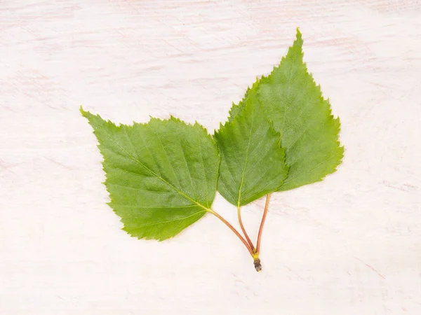 Three Green Birch Leaves White Brown Wooden Background — Stock Photo, Image