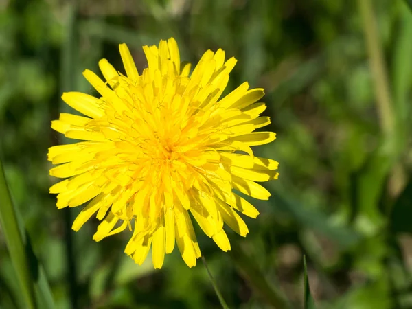 Flor Dente Leão Amarelo Floresta — Fotografia de Stock