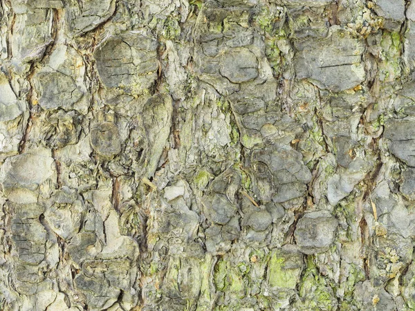 春の森の中で茶色のトウヒの木の樹皮 マクロ写真 — ストック写真