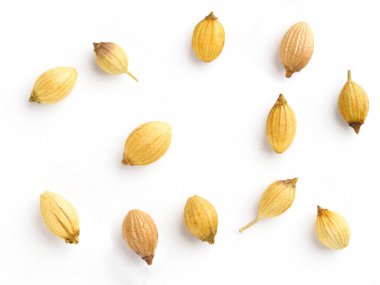 Spice coriander (Coriandrum sativum) seeds isolated on white background. Diet and weight loss concept