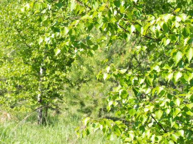 Bahar ormanında genç huş ağaçları