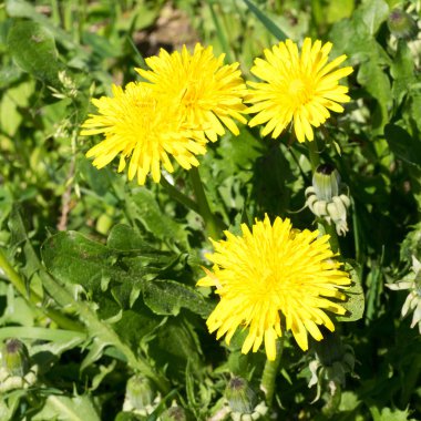 Ormanda sarı karahindiba çiçekleri