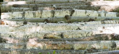 Aspen ve huş ağaçlarının yolu