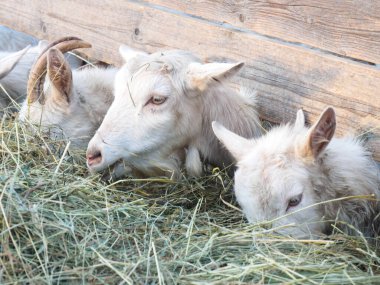 Beyaz keçiler ahırda saman yerler. Köy, ülke ve çiftlik hayvanları konsepti
